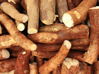 Le manioc est bon pour la santé