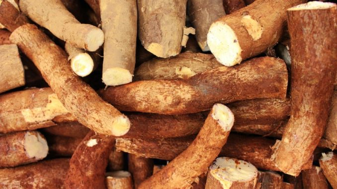 Le manioc est bon pour la santé